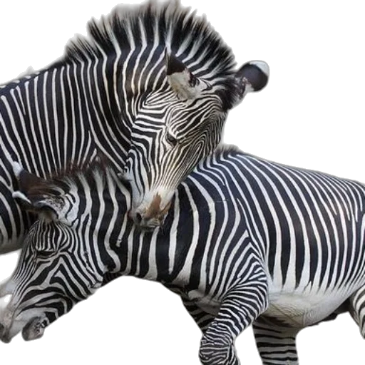 animal, creature, jewelry, photorealistic transparent PNG cut-out