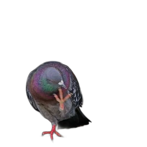 animal, hat, creature, staff transparent PNG cut-out