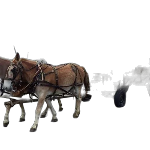 animal, car, photorealistic, 3d render transparent PNG cut-out