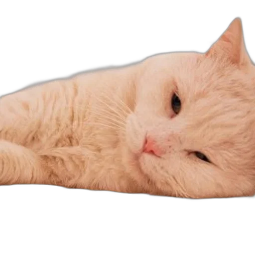 animal, staff, creature, face transparent PNG cut-out