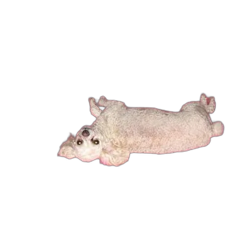 animal, creature, dragon, food transparent PNG cut-out