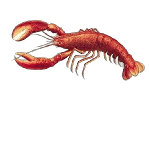 animal, creature, food, staff transparent PNG cut-out