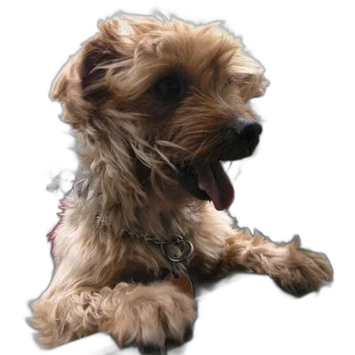 animal, staff, creature, face transparent PNG cut-out