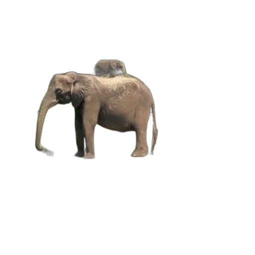 animal, creature, hat, staff transparent PNG cut-out