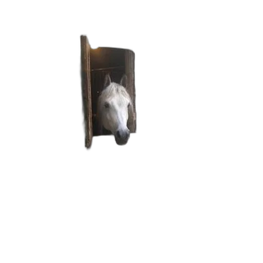 animal, hat, mask, face transparent PNG cut-out