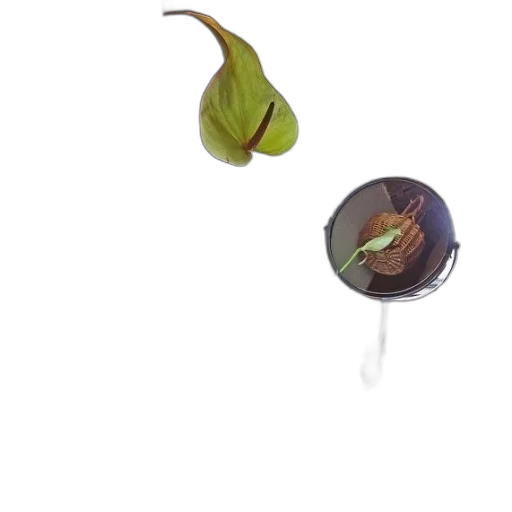 flower, staff, weapon, food transparent PNG cut-out
