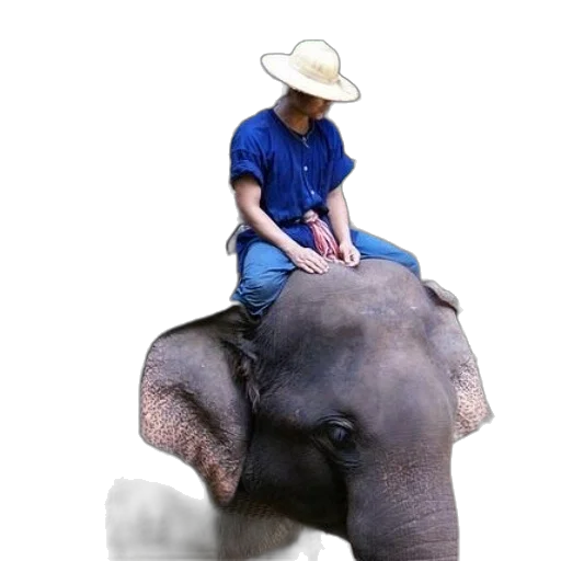 hat, animal, creature, staff transparent PNG cut-out