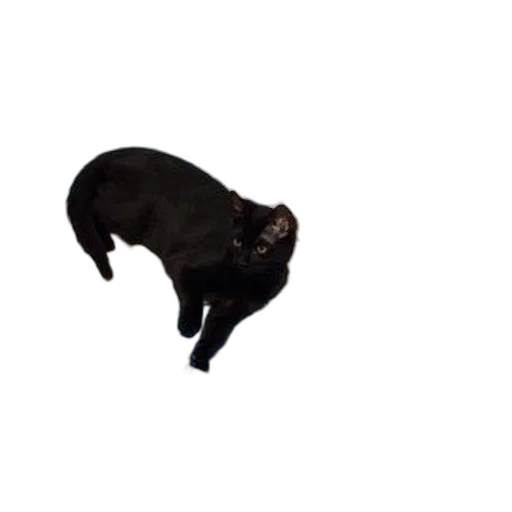 animal, creature, staff, dragon transparent PNG cut-out