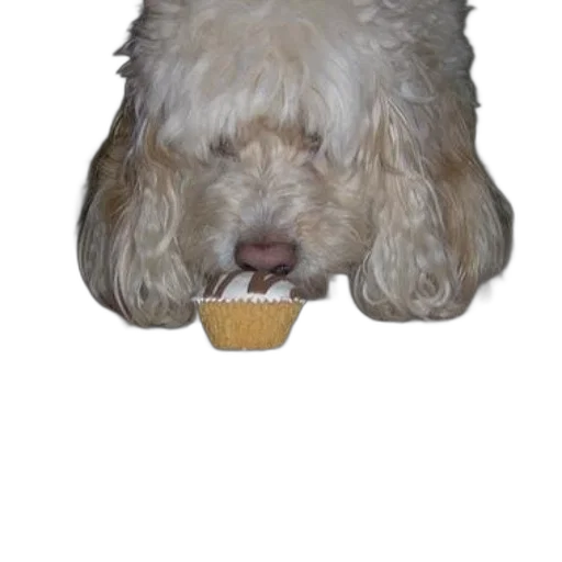 food, animal, creature, face transparent PNG cut-out