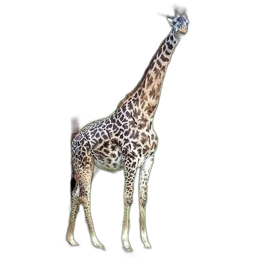 animal, creature, staff, jewelry transparent PNG cut-out