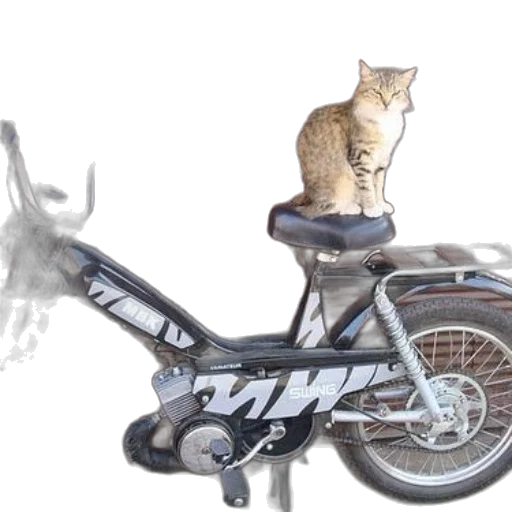 animal, photorealistic, cat, sits transparent PNG cut-out
