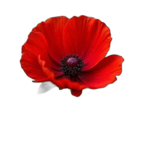 flower, crown, hat, dress transparent PNG cut-out