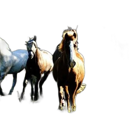 animal, jewelry, photorealistic, concept art transparent PNG cut-out