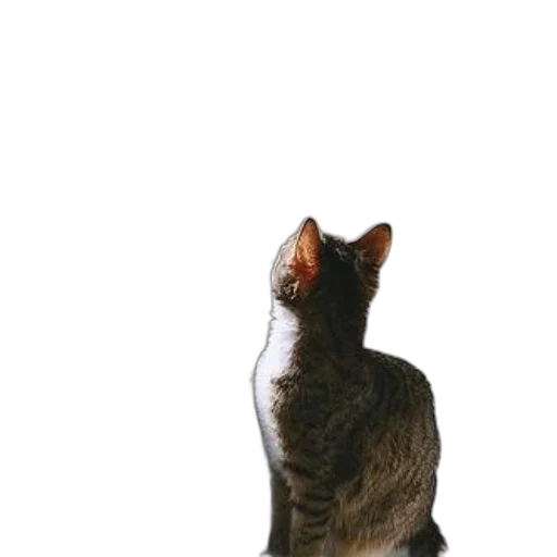 animal, staff, creature, crown transparent PNG cut-out