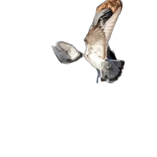 shoes, animal, umbrella, creature transparent PNG cut-out