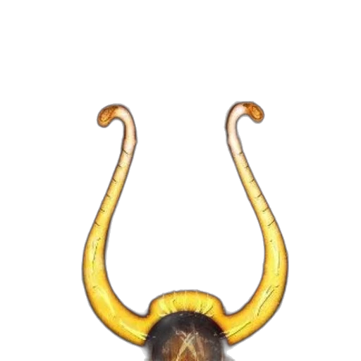 staff, crown, animal, mask transparent PNG cut-out