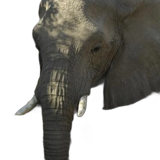 animal, creature, face, staff transparent PNG cut-out