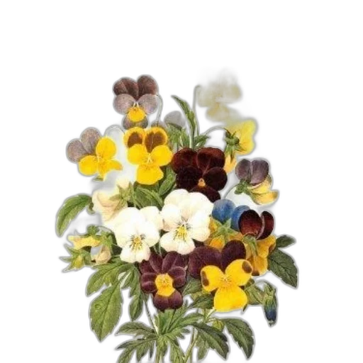 flower, crown, jewelry, food transparent PNG cut-out