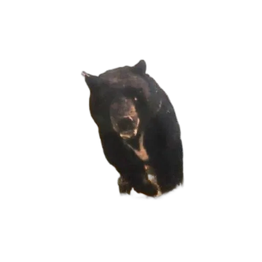 animal, creature, face, mask transparent PNG cut-out