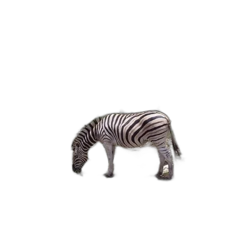 animal, creature, furniture, hair transparent PNG cut-out