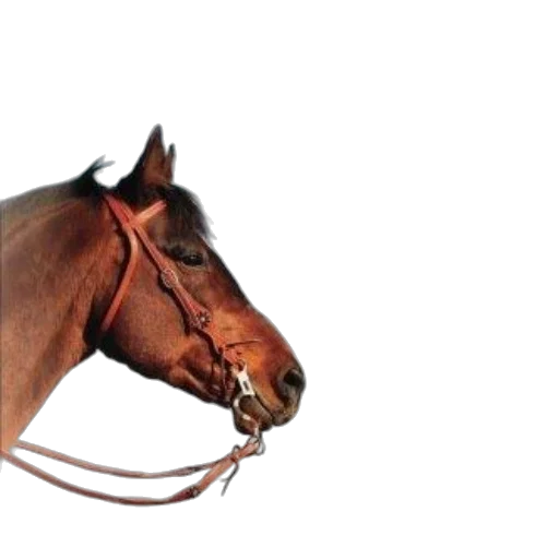 animal, mask, jewelry, staff transparent PNG cut-out
