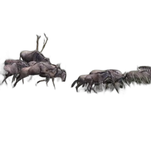 animal, creature, hair, crown transparent PNG cut-out