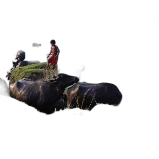 animal, weapon, creature, shoes transparent PNG cut-out