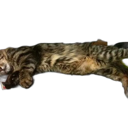 staff, animal, creature, weapon transparent PNG cut-out
