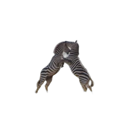 animal, creature, jewelry, staff transparent PNG cut-out