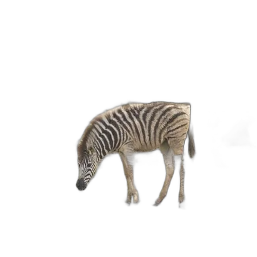 animal, creature, hair, furniture transparent PNG cut-out