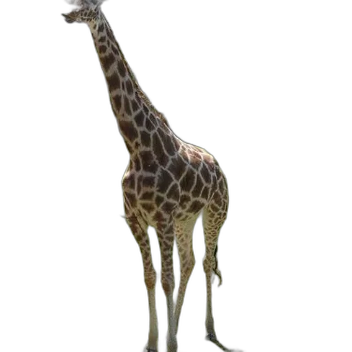 animal, creature, staff, weapon transparent PNG cut-out