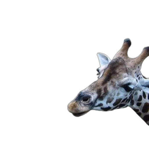 animal, creature, hat, face transparent PNG cut-out