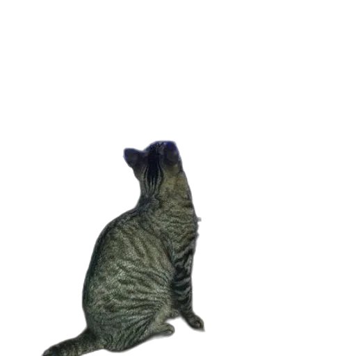 animal, creature, staff, hat transparent PNG cut-out