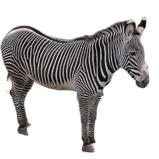 animal, creature, jewelry, furniture transparent PNG cut-out