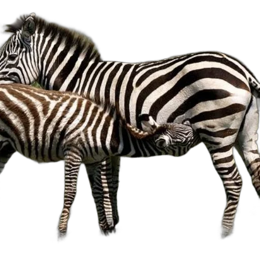 animal, creature, jewelry, furniture transparent PNG cut-out