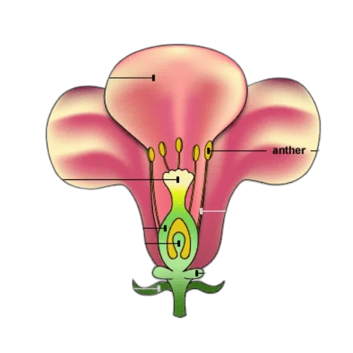 flower, crown, staff, umbrella transparent PNG cut-out