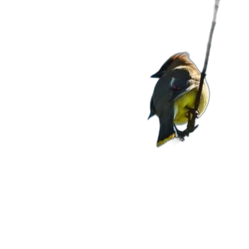 staff, weapon, animal, sword transparent PNG cut-out