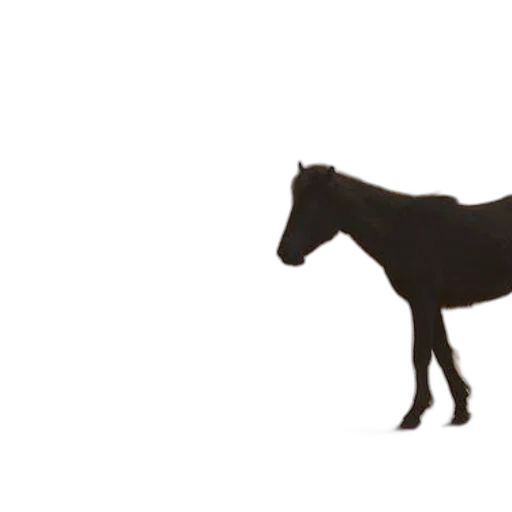 animal, creature, staff, hat transparent PNG cut-out