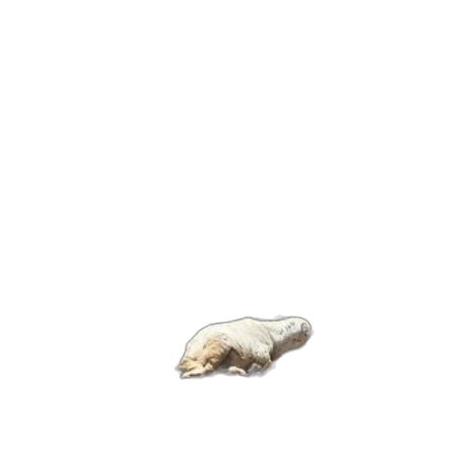 jewelry, animal, shoes, food transparent PNG cut-out
