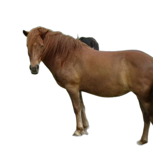 animal, creature, hair, staff transparent PNG cut-out