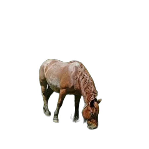 animal, furniture, creature, crown transparent PNG cut-out