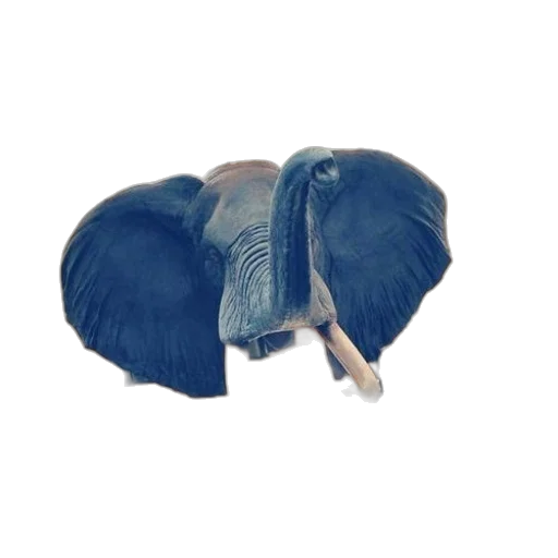 jacket, hair, hat, animal transparent PNG cut-out