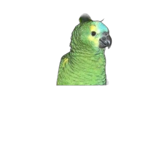 animal, creature, staff, face transparent PNG cut-out