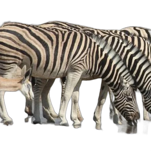 animal, creature, concept art, 3d render transparent PNG cut-out