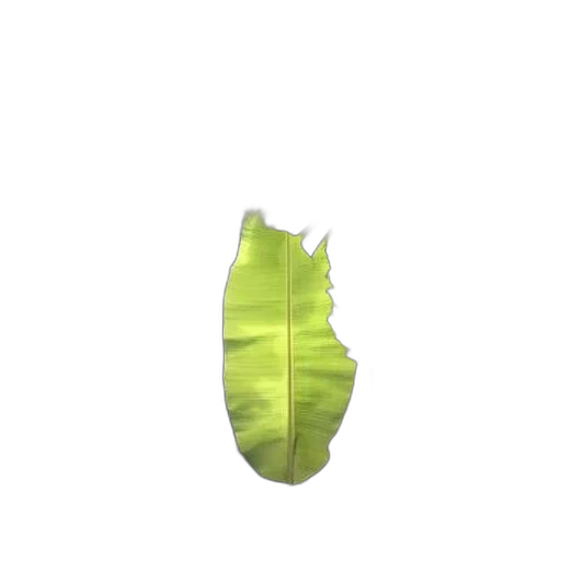 tree, animal, creature, food transparent PNG cut-out