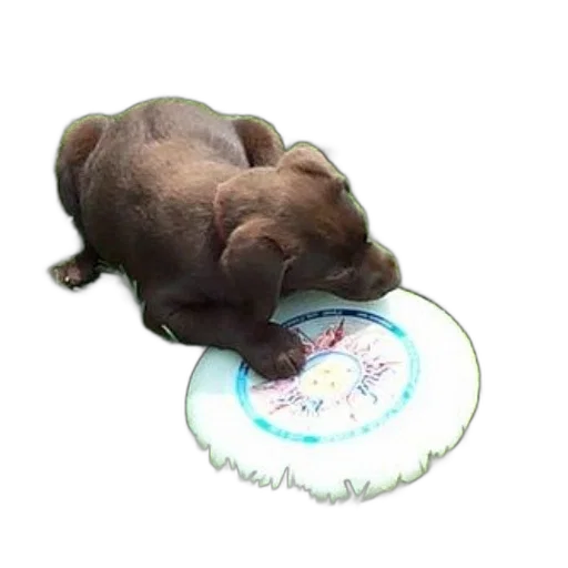 food, animal, creature, staff transparent PNG cut-out