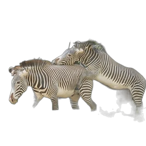 animal, jewelry, creature, furniture transparent PNG cut-out