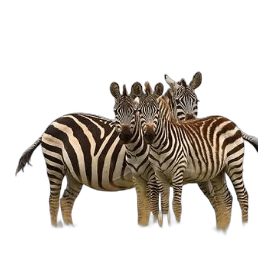 animal, creature, jewelry, 3d render transparent PNG cut-out