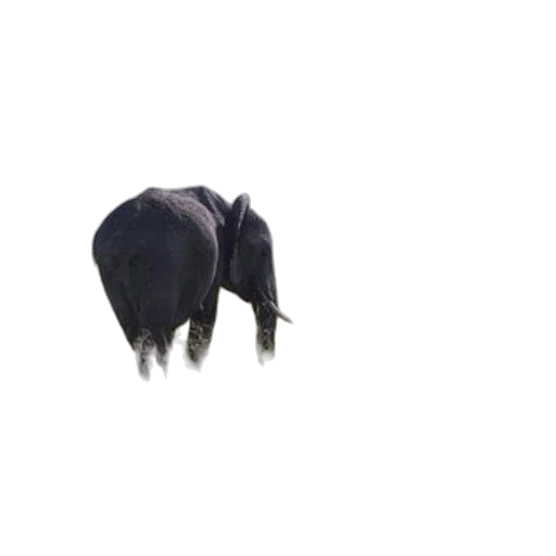 animal, creature, hair, hat transparent PNG cut-out