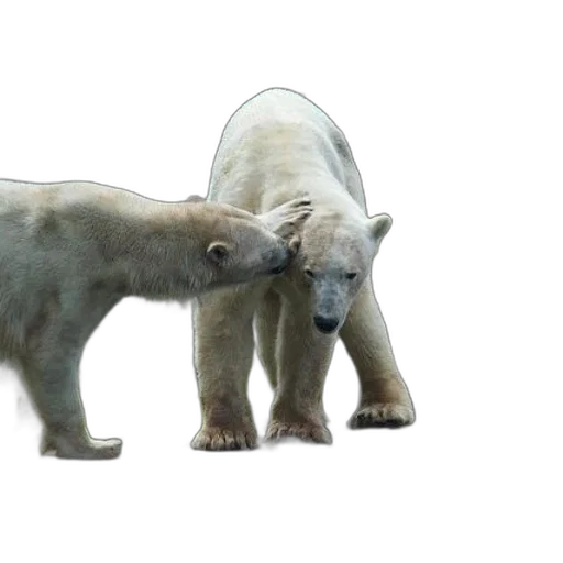 animal, creature, 3d render, concept art transparent PNG cut-out